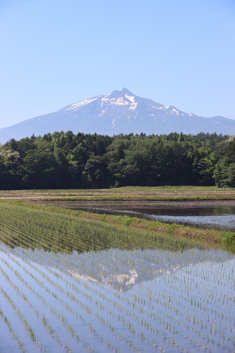 田植え後 逆さ岩木山