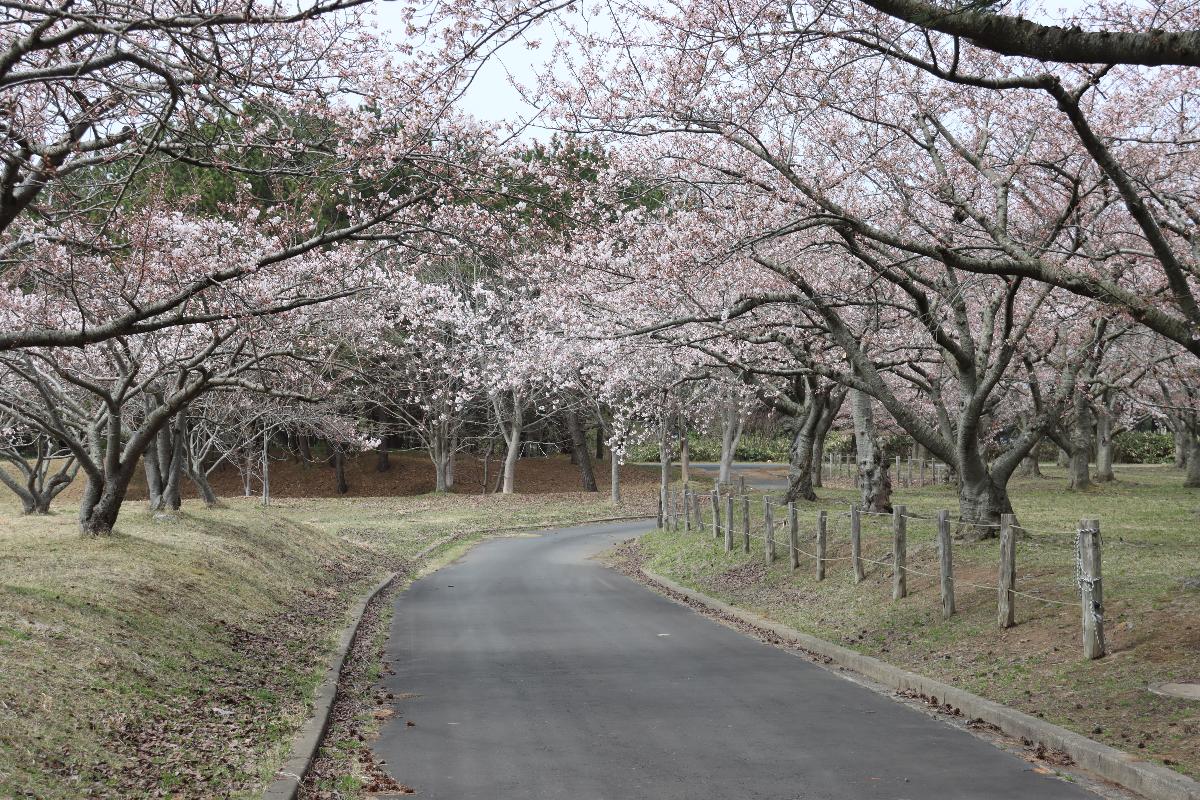 5月15日平滝沼公園