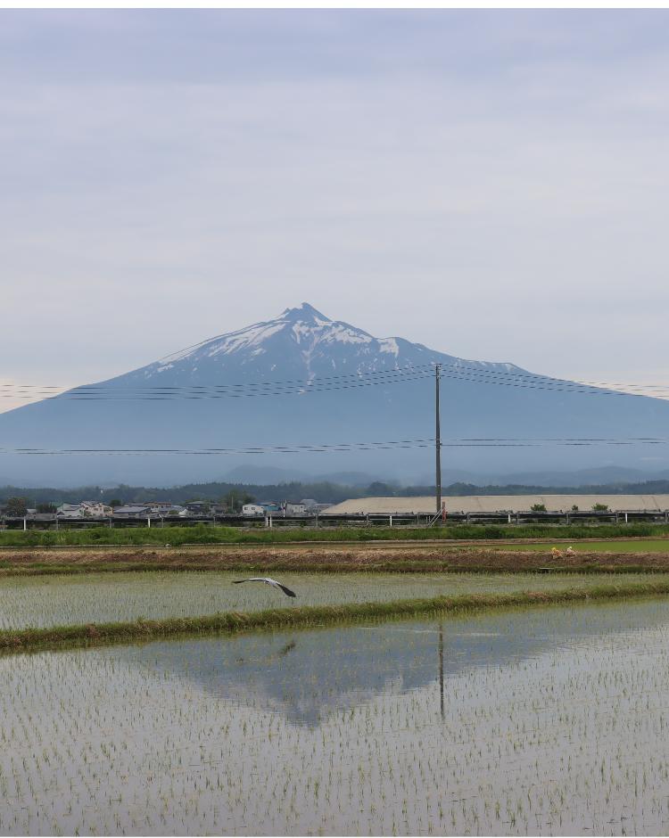 田植え後 逆さ岩木山と鷺