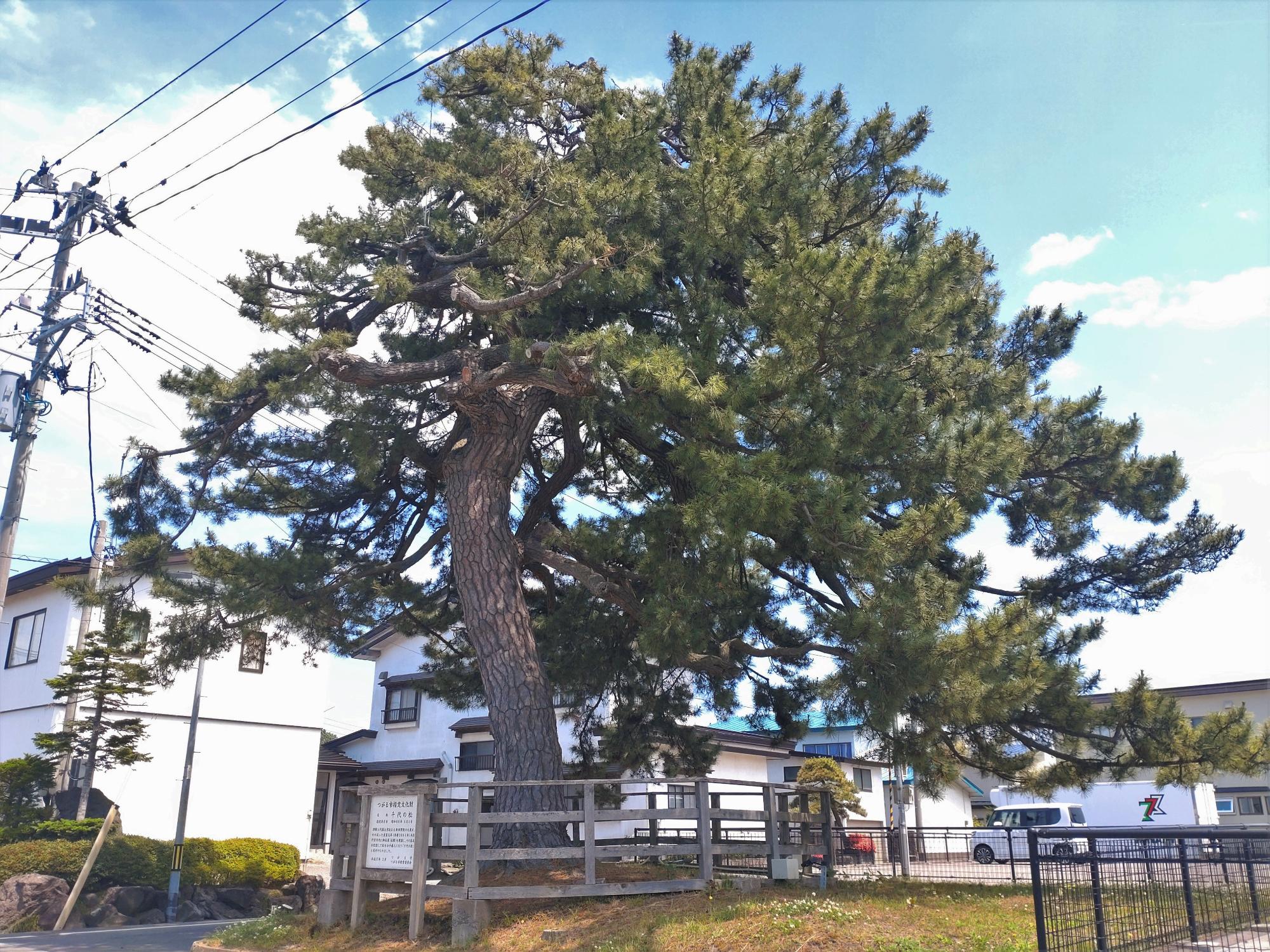 千代の松