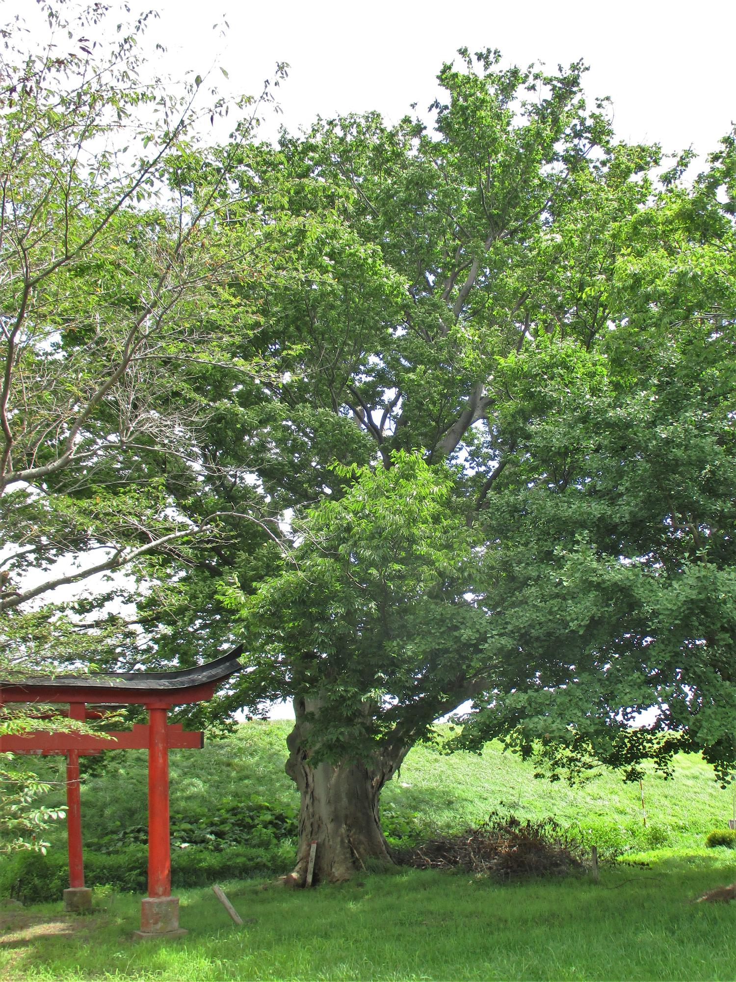 欅(要法寺のケヤキ)
