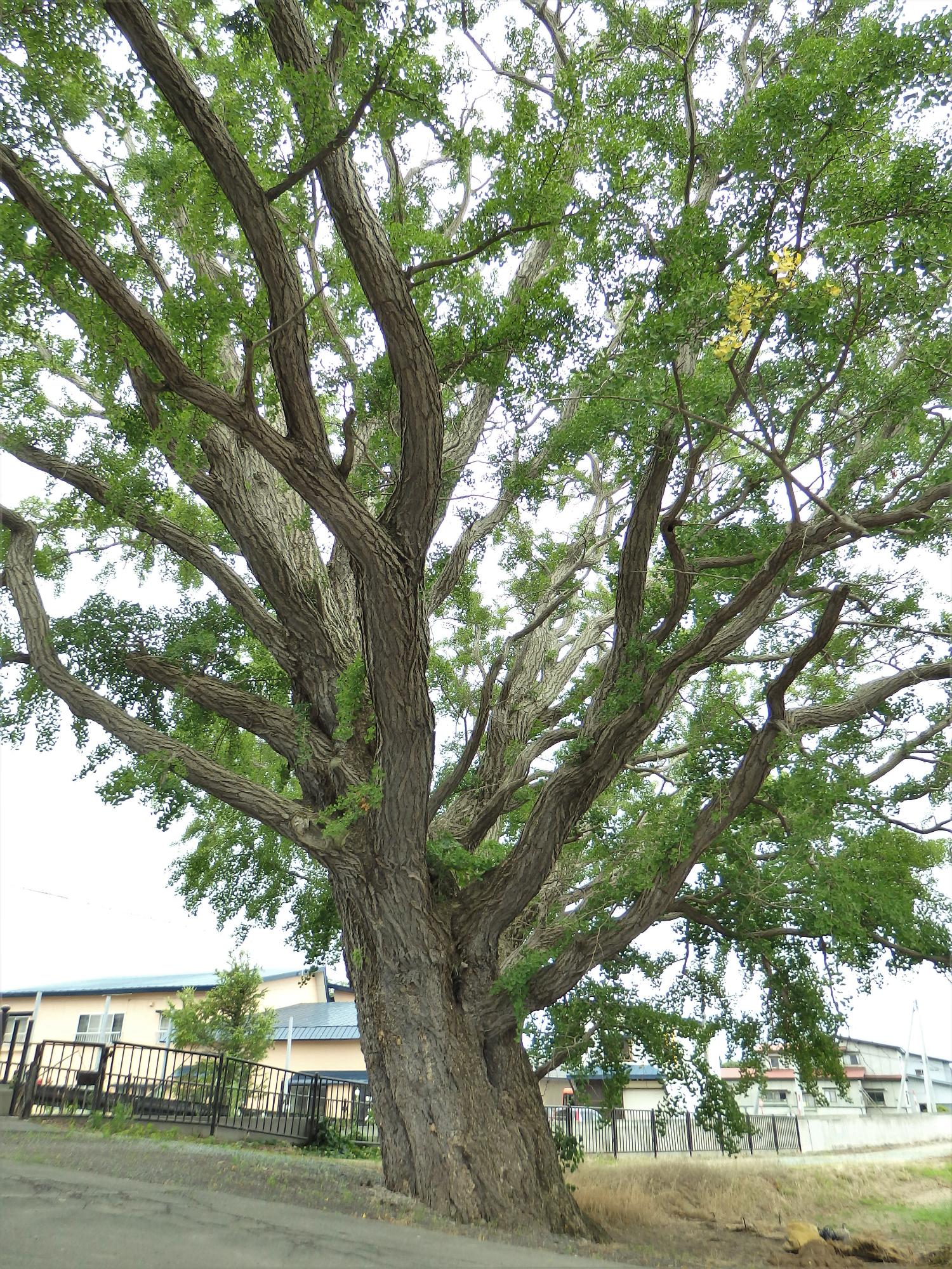 銀杏(春日神社のイチョウ)