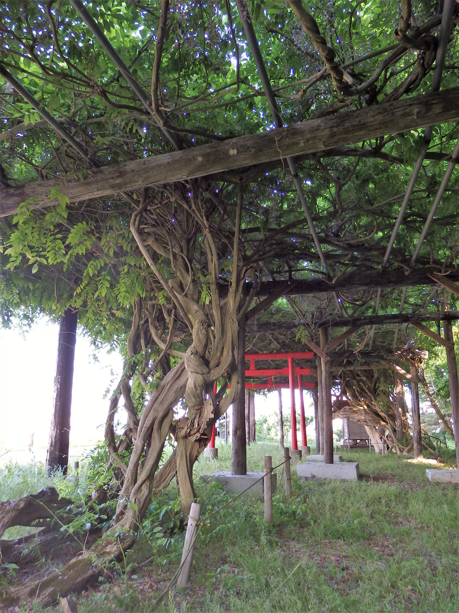 「藤の木」三本